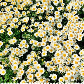 100tk Päris Loomulik, Kuivatatud Pressitud Lilled Valged Daisy Pressitud Lille Vaik Ehted Küünte Kleebised Meik Kunst Käsitöö
