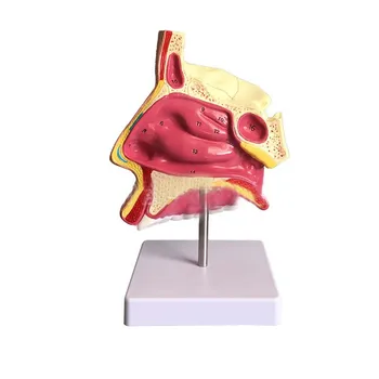 Nina anatoomia mudel Otolarüngeaalsed meditsiinilise mudeli Nina mudel mudeli Nina, suu ja nina struktuuri mudel