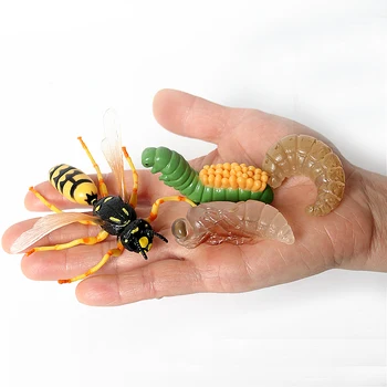 Simulatsioon Putukate Kasvu Tsükli Mudel Kujukeste,elutsükli Herilane Lapsed Kognitiivse Mudeli Joonis Teadus, Haridus mänguasjad