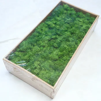 500g Simulatsiooni Taimed Igavene Elu Moss /Garden Home Decor Seina DIY Lill Materjali Mini Aed Micro Maastiku Võltsitud Sambla Kingitus