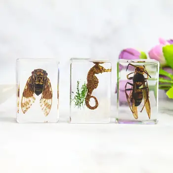 Selge Tsikaad Seahorse Herilane Crystal Amber Tabel Käsitöö-Dekoratsioon Putukate Õpetamise Näidis-Kirjapressist Center Kodus Laua Kaunistamiseks