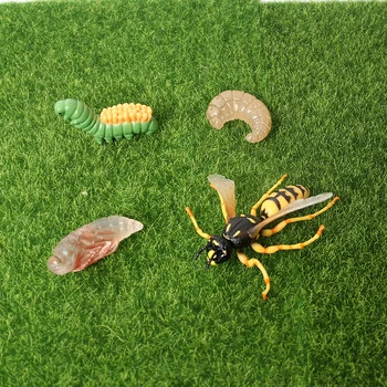 Simulatsioon Putukate Kasvu Tsükli Mudel Kujukeste,elutsükli Herilane Lapsed Kognitiivse Mudeli Joonis Teadus, Haridus mänguasjad